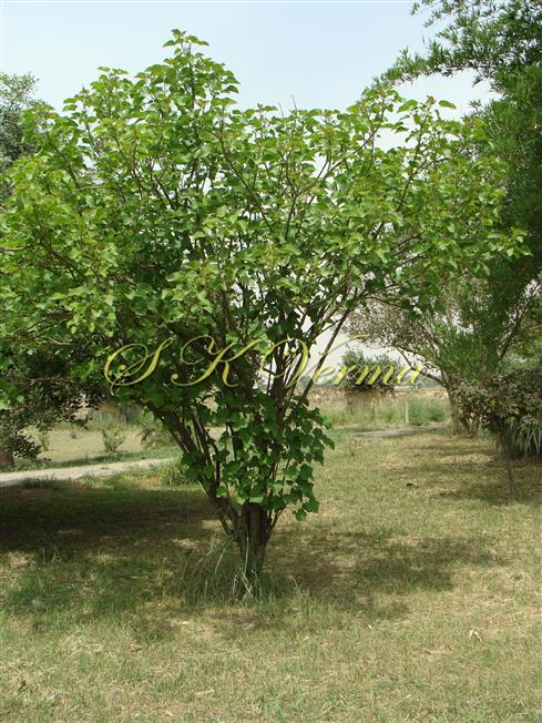 Plant